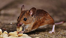 24 Hour & Emergency Exterminators in Snowflake, VA